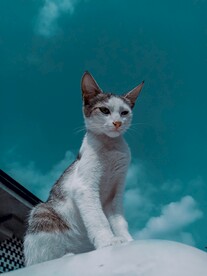 猫