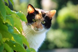 猫