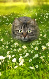 猫