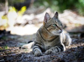 猫