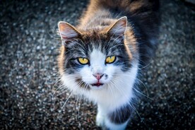 猫