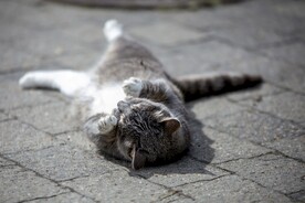 猫