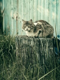 猫