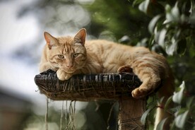 猫