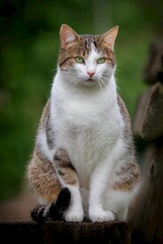 猫