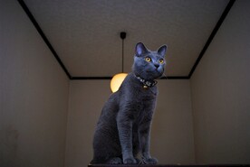 猫