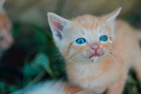 猫