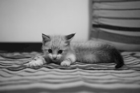 猫