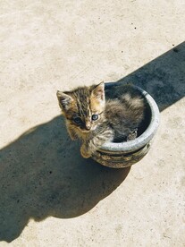 猫