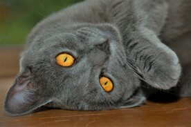 猫