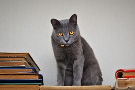 猫