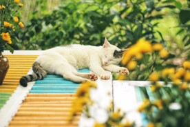 猫