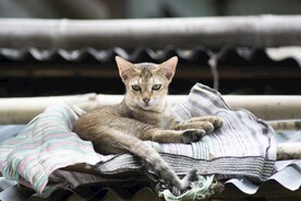 猫