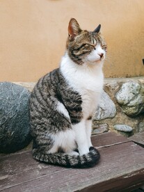 猫
