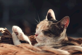 猫