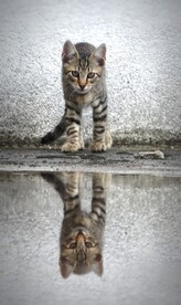 猫