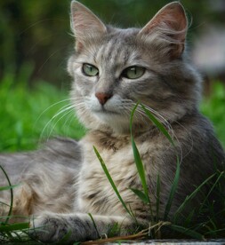 猫