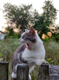 猫