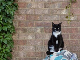 猫