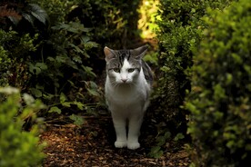 猫