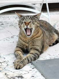 猫
