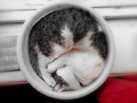 猫