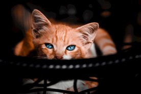猫