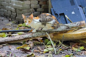 猫