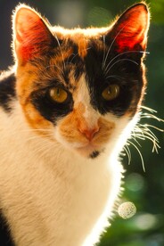 猫