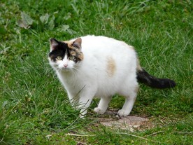 猫