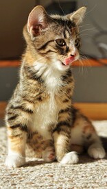 猫