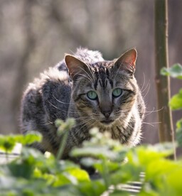 猫