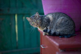猫