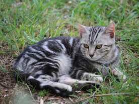 猫