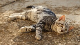 猫