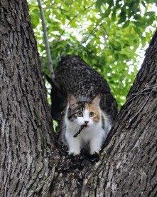 猫
