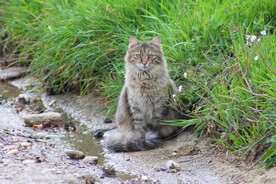 猫