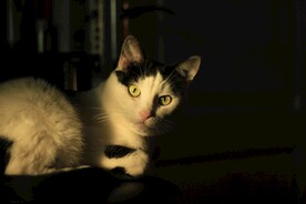猫