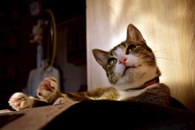猫