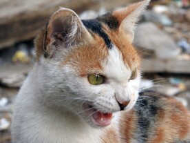 猫