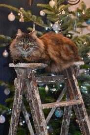 猫