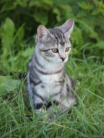 猫