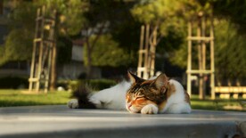猫