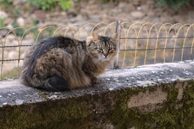 猫