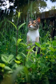 猫