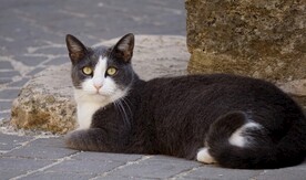 猫