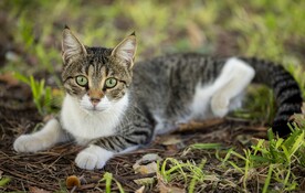 猫