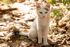 猫