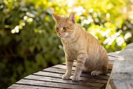 猫