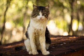 猫
